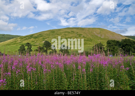 Rosebay Willowherb (Epilobium augustifolium) in fiore nei confini scozzesi Foto Stock