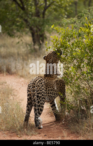 Leopard lo sniffing un arbusto per profumo-marcatura (Panthera pardus), Timbavati Game Reserve, maggiore parco nazionale Kruger, Sud Africa Foto Stock