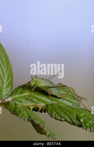 Chiazzato bush-cricket (Leptophyes punctatissima) Foto Stock