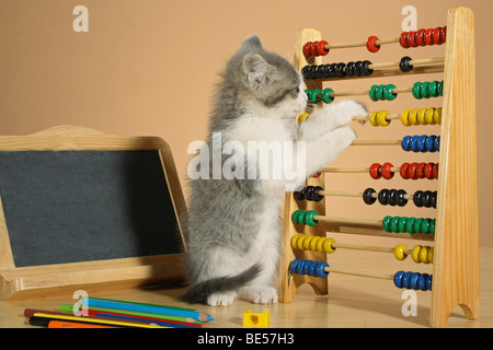 Il gatto domestico - gattino a conteggio frame Foto Stock