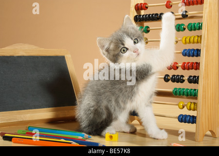 Il gatto domestico - gattino a conteggio frame Foto Stock