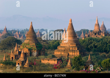 Campo pagoda, templi, Zedi, Old Bagan, pagano, birmania, myanmar, Asia Foto Stock