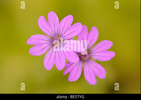 Red Campion (Silene dioica) Foto Stock