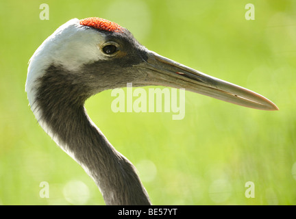 Rosso-Crowned Crane, Giapponese o gru gru Manchurian (Grus japonensis) Foto Stock