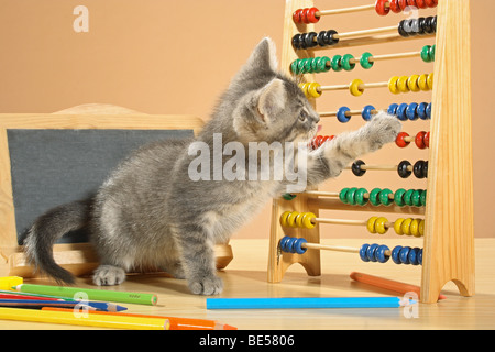 Il gatto domestico - gattino in corrispondenza di un telaio di conteggio Foto Stock