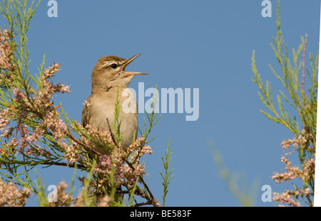 Rufous bush robin (Cercotrichas galactotes) Foto Stock