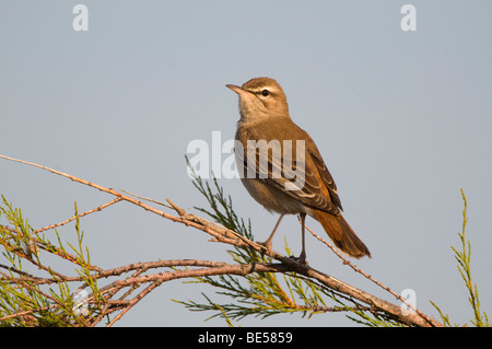 Rufous bush robin (Cercotrichas galactotes) Foto Stock