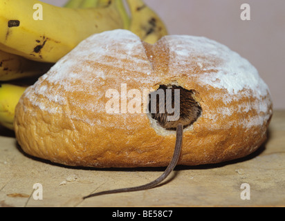 Il topolino nel pane Foto Stock