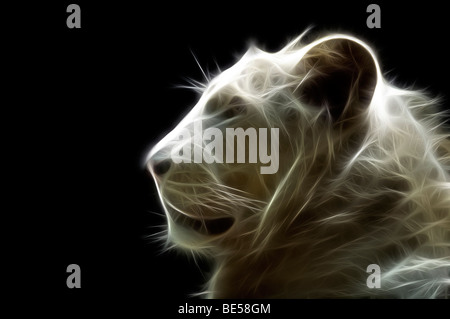 Un formato digitale illustrato la testa di un leone bianco (Panthera leo). Ritratto d'onu lion blanc ( Dessin assisté par ordinateur). Foto Stock