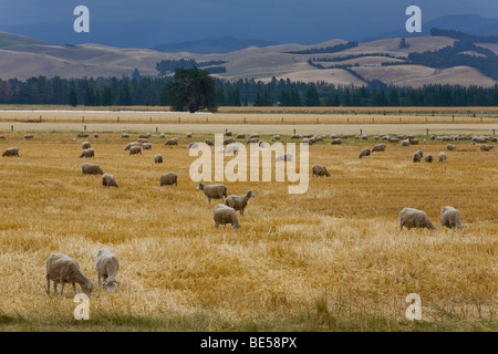 Pecore al pascolo (Ovis orientalis Aries) in campo oro, mouse, Punto di South Island, in Nuova Zelanda Foto Stock