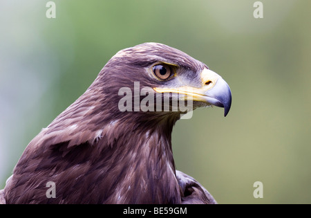 Steppa Eagle (Aquila nipalensis), Wildlife Park Daun, Vulkaneifel, Renania-Palatinato, Germania, Europa Foto Stock