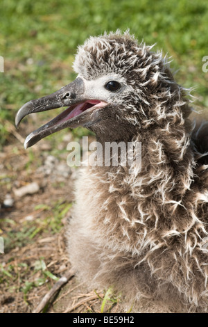 Il pulcino Laysan Albatross ansimando nel caldo sull'Atollo di Midway Foto Stock