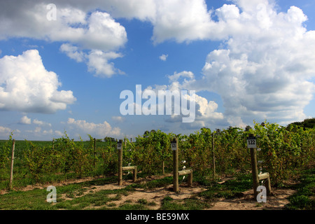 Vigneto nella regione dei Finger Lakes dello Stato di New York Foto Stock