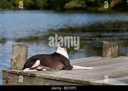 Levriero Italiano sul Dock accanto al lago Foto Stock