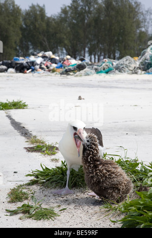 Laysan Albatross genitore che alimenta pulcino; mucchio di detriti marini raccolti dalla riva in lontananza, Midway Atoll Foto Stock