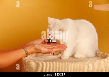 British Shorthair Cat getting Fiore di Bach Stock Remedy ovuli Foto Stock