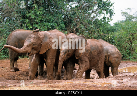 Giovane elefante africano (Loxodonta africana), Sheldrick's l'Orfanotrofio degli Elefanti, un orfanotrofio per elefanti, Nairobi parco giochi, Kenya, Afr Foto Stock