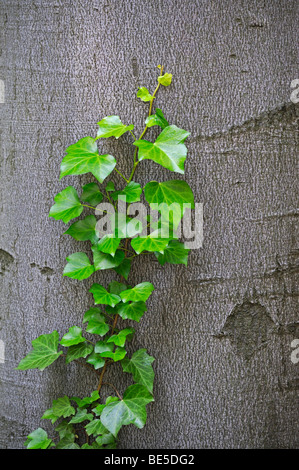 Inglese (Edera Hedera helix) scalata verso il tronco di un faggio (Fagus) Foto Stock