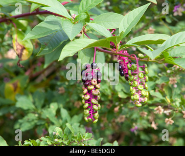 Famiglia Pokeweed Phytolaccaceae Phytolacca decandra con viola e verde bacche. Foto Stock