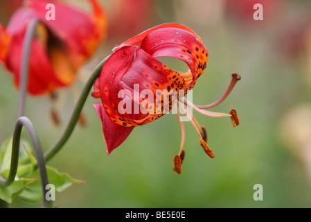 Turk cappuccio del Giglio, Turbante Lily, il Giglio di palude o American Tiger Lily, Lilium superbum, liliacee, USA, America del Nord Foto Stock