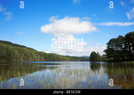 Una vista di Loch un Eilein, vicino a Aviemore, Inverness-shire, Scotland, Regno Unito. Foto Stock