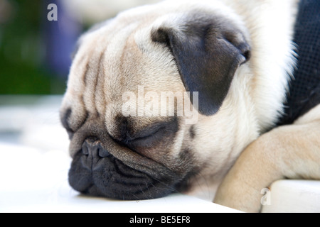 Un giovane pug è sdraiato su un tavolo bianco Foto Stock