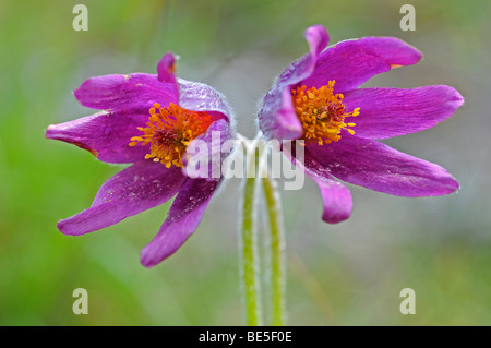 "Pasque flower (Pulsatilla rubra) Foto Stock