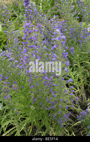 La Viper Bugloss, Blueweed o Blue Devil, Echium vulgare, Boraginaceae, Europa Foto Stock