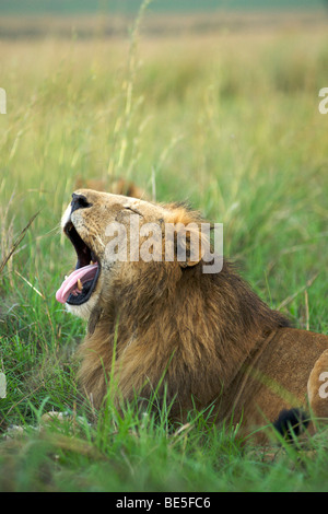 Un maschio di leone a sbadigliare in Kidepo Valley National Park in Uganda del nord. Foto Stock