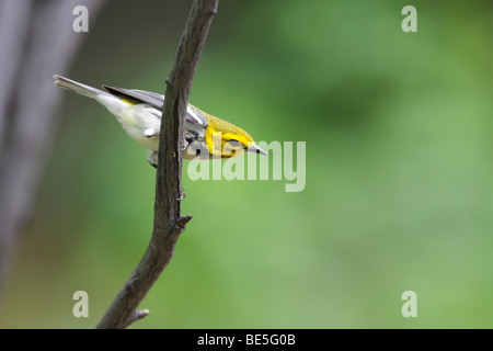 Nero-throated Wabrler verde (Dendroica Virens VIRENS), femmina nella primavera del piumaggio in Central Park di New York. Foto Stock