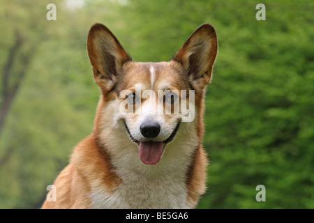 Pembroke Welsh Corgi, ritratto Foto Stock