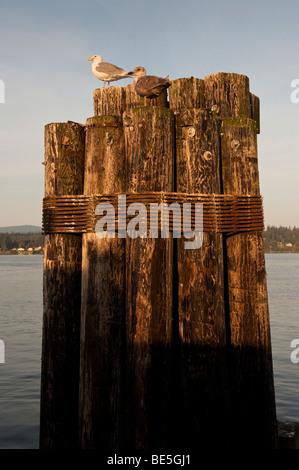 Gabbiani salutare la mattina mentre è seduto sul traghetto dock dolphin sul punto di ribes, Washington. Lummi Island in background. Foto Stock