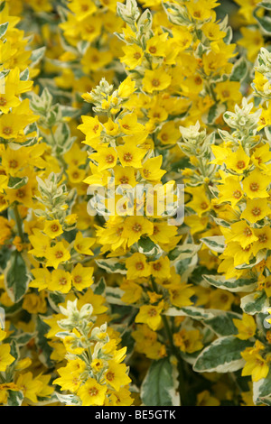 Variegato o giallo maculato Loosestrife, Cerchio Fiore "Alexander", Lysimachia punctata, Myrsinaceae (Primulaceae), l'Europa. Foto Stock