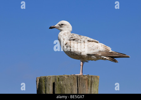 Giovani aringhe gabbiano (Larus argentatus) in piumaggio giovanile sulla porta bollard Foto Stock