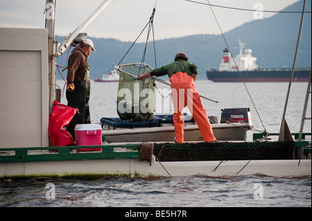 Reefnet Pesca al salmone è un antico metodo indiano per catturare il salmone come nuotano attraverso la San Juan Islands off Lummi Island. Foto Stock