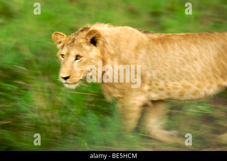 Un leone in Kidepo Valley National Park in Uganda del nord. Foto Stock