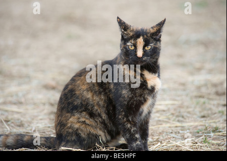 Il calicò barn cat Seduta in paglia Foto Stock