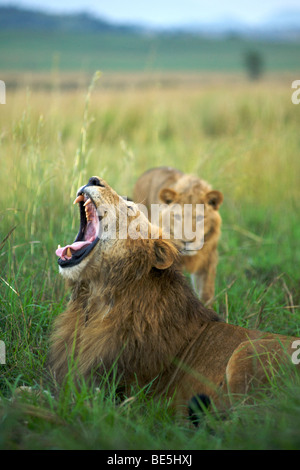 Un maschio di leone a sbadigliare in Kidepo Valley National Park in Uganda del nord. Foto Stock