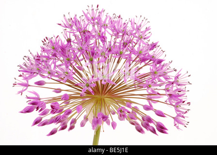 Allium decorativo testa di fiori Foto Stock