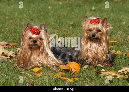 2 Yorkshire Terrier seduto accanto a ciascun altro su foglie di autunno Foto Stock