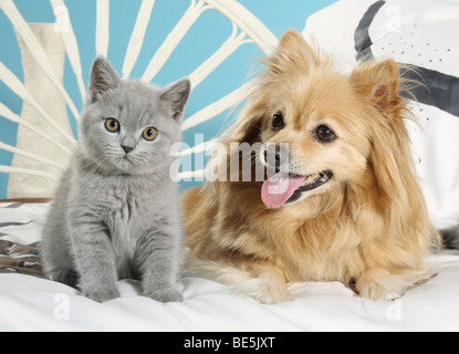 Amicizia animale tra cane e gatto: British Shorthair kitten e misto-razza cane accanto a wach altro Foto Stock