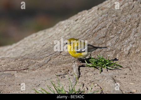 Pino (Warber Dendroica pinus pinus), un inizio primavera migrante maschio adulto in perfetto piumaggio seduto su un tronco di albero. Foto Stock