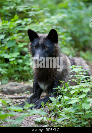 Canada orientale Lupo (Canis lupus lycaon), variante nero Foto Stock