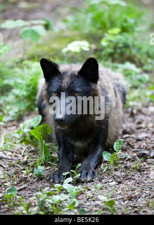 Canada orientale Lupo (Canis lupus lycaon), variante nero Foto Stock