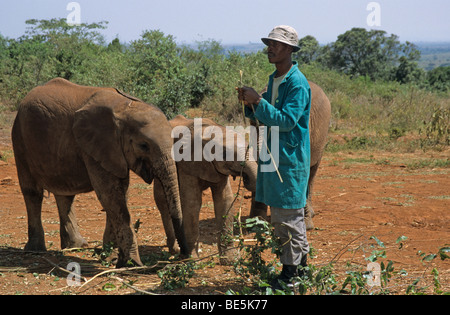 Giovane elefante africano (Loxodonta africana) e custode, Sheldrick's l'Orfanotrofio degli Elefanti, un orfanotrofio per elefanti, Nairobi parco giochi, Foto Stock