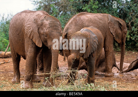 Giovane elefante africano (Loxodonta africana), Sheldrick's l'Orfanotrofio degli Elefanti, un orfanotrofio per elefanti, Nairobi parco giochi, Kenya, Afr Foto Stock