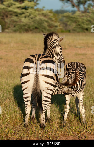 La Burchell zebra (Equus burchellii) allattamento, Sabi Sands, il maggiore parco nazionale Kruger, Sud Africa Foto Stock