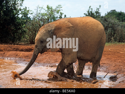 Un giovane elefante africano (Loxodonta africana), Sheldrick's l'Orfanotrofio degli Elefanti, un orfanotrofio per elefanti, Nairobi parco giochi, Kenya, Af Foto Stock