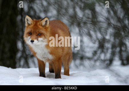 Una volpe rossa a caccia di cibo nella neve Foto Stock