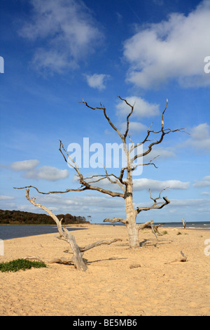 La Riserva Naturale Nazionale Benacre vicino Southwold, Suffolk, Inghilterra, Regno Unito. Foto Stock